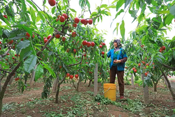 LUANNAN COUNTY, Çin - 20 Nisan 2021: Çiftçiler meyve bahçelerinde olgun nektarlar topluyor, Kuzey Çin