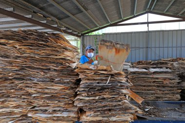 LUANNAN COUNTY, Çin - 9 Eylül 2021: Ahşap işleme fabrikası işçileri Kuzey Çin 'de odun parçaları yüklüyorlar.