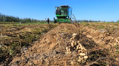 Çiftçiler Kuzey Çin 'deki tarlalarda fıstık toplamak için tarım makineleri kullanıyorlar.