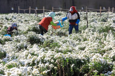Çiftçiler, Kuzey Çin 'deki tarlalarda beyaz kasımpatı topluyorlar.