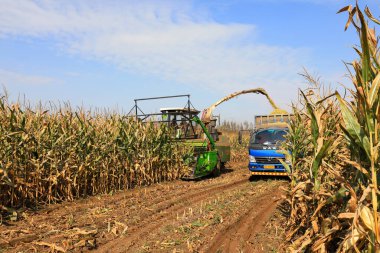 LUANNAN COUNTY, Çin - 13 Ekim 2021: çiftçiler Kuzey Çin 'deki mısır yetiştirmek için kendi kendine çalışan yeşil yem hasatçılarını sürüyorlar