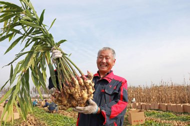 LUANNAN COUNTY, Çin - 15 Ekim 2021: Çiftçi, Kuzey Çin 'deki çiftlikte yeni hasat edilen zencefili gösteriyor