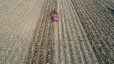 LUANNAN COUNTY, Çin - 26 Ekim 2021: Çiftçiler taro hasat ediyorlar Kuzey Çin 'de