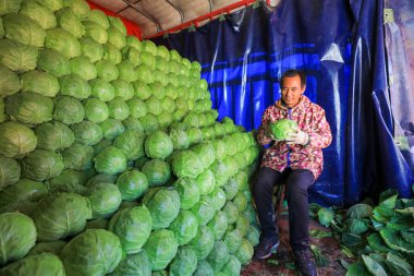 LUANNAN COUNTY, Çin - 10 Kasım 2021: çiftçiler şalgamları ayırıyor ve Kuzey Çin 'deki arabaya koyuyorlar.