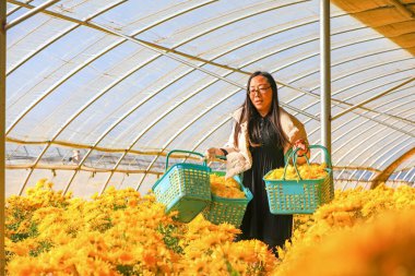 LUANNAN COUNTY, Çin - 12 Kasım 2021: Kadın turistler, Kuzey Çin 'deki altın ipek kasımpatı yetiştirme kulübesinde çiçek toplamanın zevkini yaşıyorlar.