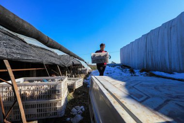 LUANNAN COUNTY, Çin - 11 Kasım 2021: Çiftçiler Kuzey Çin 'deki serada yenilebilir mantar hasat ediyorlar