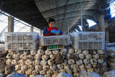 LUANNAN COUNTY, Çin - 13 Kasım 2021: çiftçiler Kuzey Çin 'deki seralarda yenilebilir mantar topluyorlar