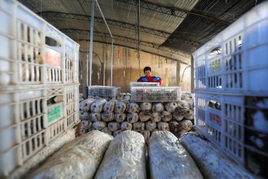 LUANNAN COUNTY, Çin - 13 Kasım 2021: çiftçiler Kuzey Çin 'deki seralarda yenilebilir mantar topluyorlar