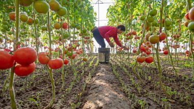 LUANNAN COUNTY, Çin - 2 Aralık 2021: Bir köylü kadın Kuzey Chin 'deki bir serada domates hasat ediyor