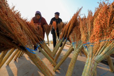 LUANNAN COUNTY, China - December 14, 2021: Farmers are placing large brooms for drying in a manual processing workshop, North China clipart