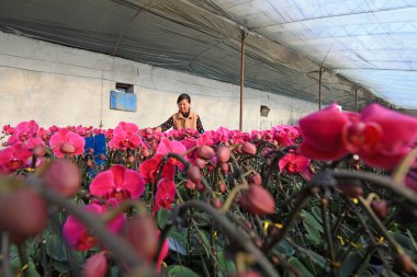 LUANNAN COUNTY, Çin - 5 Ocak 2022: Çiçek çiftçileri Kuzey Çin 'deki bir serada Phalaenopsis yönetiyorlar