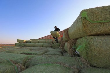 LUANNAN COUNTY, Çin - 6 Ocak 2022: çiftçiler işlenmiş samanları taşır ve onları üst üste yığar, Kuzey Çin