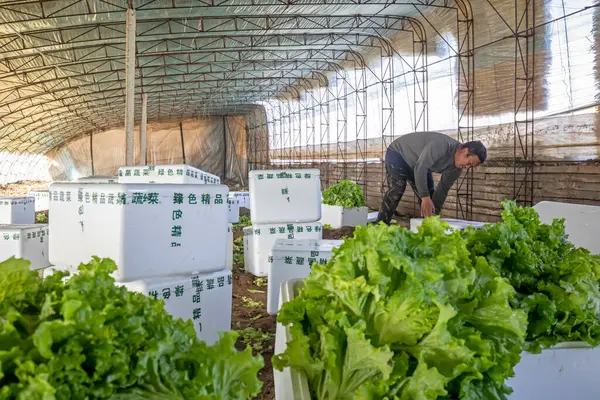LUANNAN COUNTY, Çin - 25 Kasım 2021: çiftçiler, Kuzey Çin 'de bir serada yaprak salatası paketliyorlar.