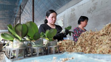 LUANNAN COUNTY, Çin - 22 Şubat 2022: Bahçıvan Kuzey Çin 'deki Phalaenopsis ile ilgileniyor