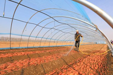 LUANNAN COUNTY, Çin - 8 Mart 2022: Çiftçiler, Kuzey Çin 'deki seradaki tatlı patates tohumlarını temizlemek için su boruları kullanıyorlar