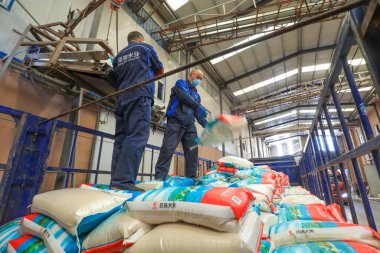 LUANNAN COUNTY, Çin - 28 Mart 2022: İşçiler Kuzey Çin 'deki bir işleme tesisinde yüksek kaliteli pirinç taşıyorlar