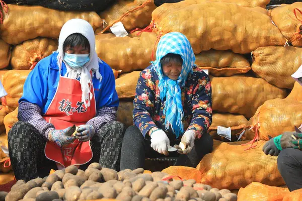 LUANNAN COUNTY, Çin - 27 Şubat 2022: çiftçiler Kuzey Çin 'deki bir çiftlikte patates tohumu blokları yapıyorlar