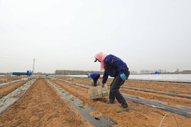 LUANNAN COUNTY, Çin - 17 Nisan 2022: çiftçiler Kuzey Çin 'deki bir çiftliğe karpuz tohumları ekiyor