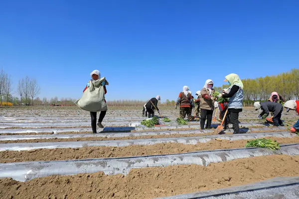 LUANNAN COUNTY, Çin - 14 Nisan 2022: çiftçiler Kuzey Çin 'deki tarlalara tatlı patates fideleri ektiler