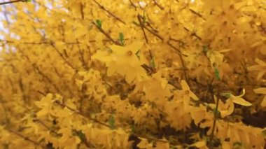 Güzel Forsythia çiçekleri parkta, Kuzey Çin