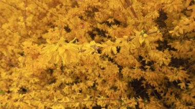 Güzel Forsythia çiçekleri parkta, Kuzey Çin