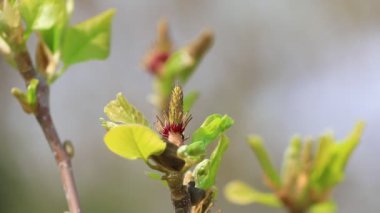 Güzel manolya çiçekleri Kuzey Çin 'de bir botanik bahçesindedir.