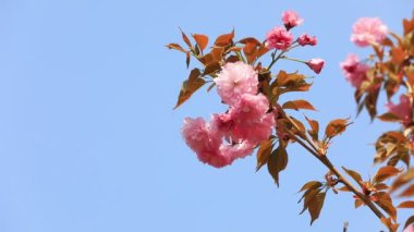 Parkta güzel kiraz çiçekleri var, Kuzey Çin