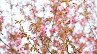 Parkta güzel kiraz çiçekleri var, Kuzey Çin