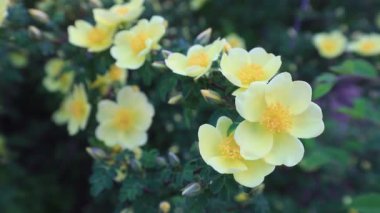 Güzel Rosa Roxburghii çiçekleri parkta, Kuzey Çin 'de