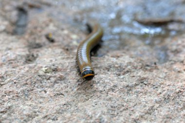 Kırkayaklar vahşi doğada, Kuzey Çin