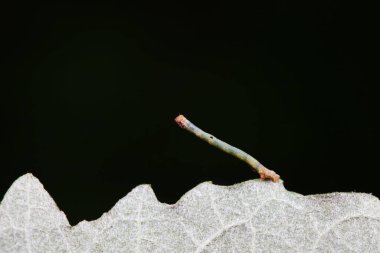 Lepidoptera larva larvası vahşi doğada, Kuzey Çin