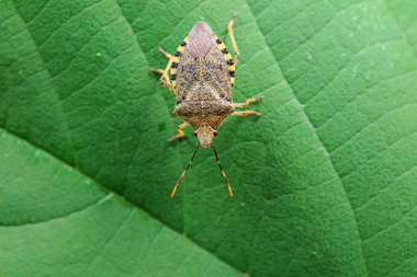Vahşi doğada hemiptera böcekleri, Kuzey Çin