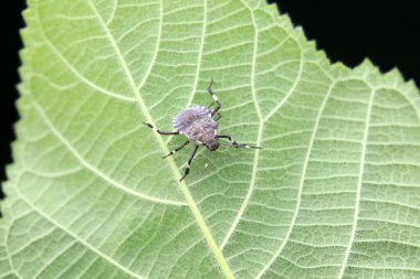 Vahşi doğada hemiptera böcekleri, Kuzey Çin