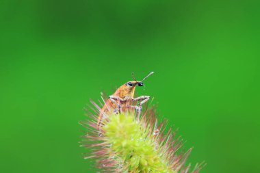 Yabani bitkiler, Kuzey Çin