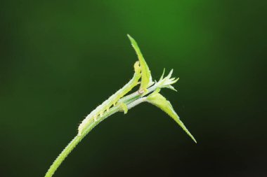Lepidoptera larvaları vahşi doğada, Kuzey Çin