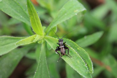 Vahşi doğada çekirgeler, Kuzey Çin