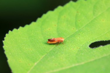 Kuzey Çin 'deki yabani bitkilerin üzerine ağustos böceği yaprağı