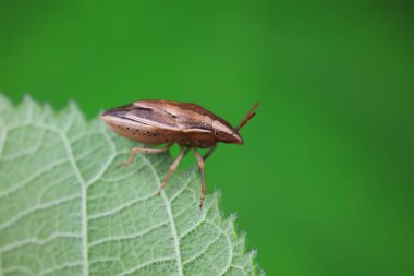 Vahşi doğada hemiptera böcekleri, Kuzey Çin