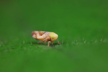 Kuzey Çin 'deki yabani bitkilerin üzerine ağustos böceği yaprağı