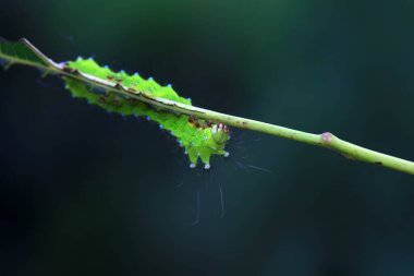 Lepidoptera larvaları vahşi doğada, Kuzey Çin