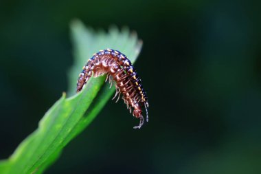 Kuzey Çin 'de diplopoda hayvan sınıfı.