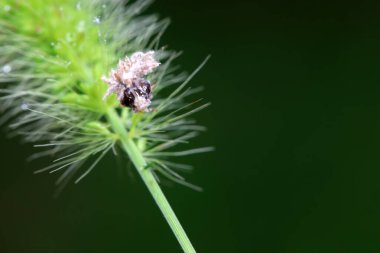 Kuzey Çin 'deki yabani bitkilerin üzerindeki Cicadellidae böcekleri.