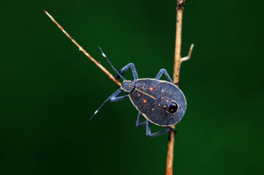 Vahşi doğada hemiptera böcekleri, Kuzey Çin