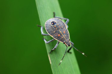 Vahşi doğada hemiptera böcekleri, Kuzey Çin