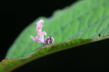 Kuzey Çin 'deki yabani bitkilerin üzerindeki Cicadellidae böcekleri.