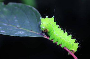 Lepidoptera larvaları vahşi doğada, Kuzey Çin