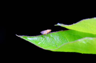Kuzey Çin 'deki yabani bitkilerin üzerinde uçuyor.
