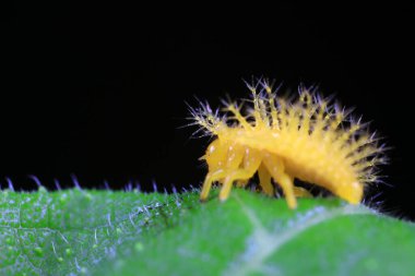 Kuzey Çin 'deki yabani bitkilerde uğur böcekleri