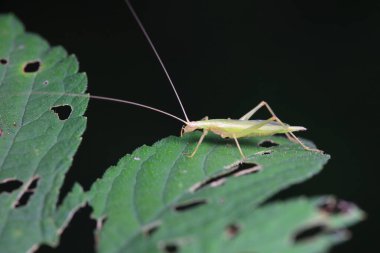 Kuzey Çin 'deki yabani bitkiler üzerine ağaç cırcırböceği