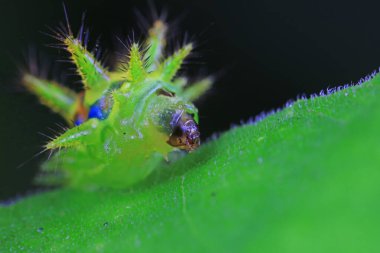 Lepidoptera larvaları vahşi doğada, Kuzey Çin